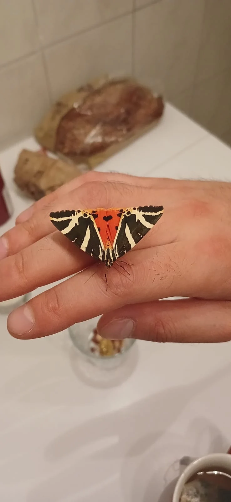 Un papillon posé sur une main